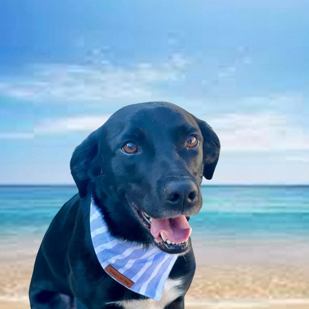Nantucket Dog Bandana